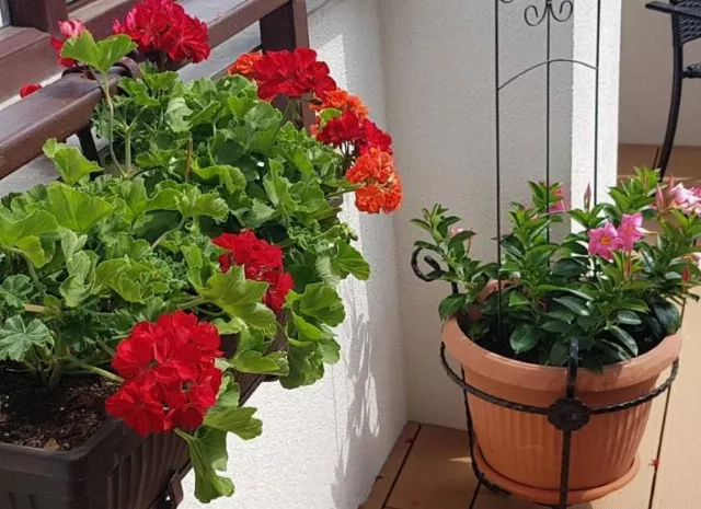 Guci