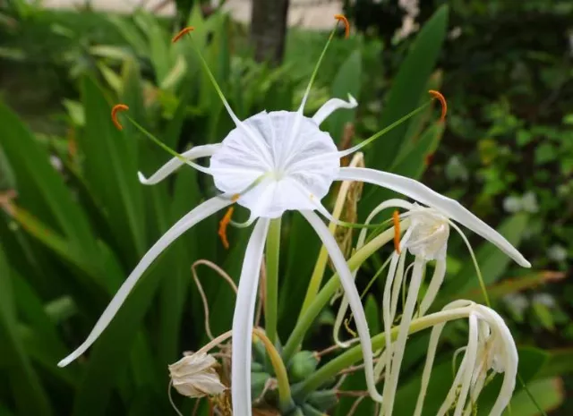 Merril's Beach Resort Iii