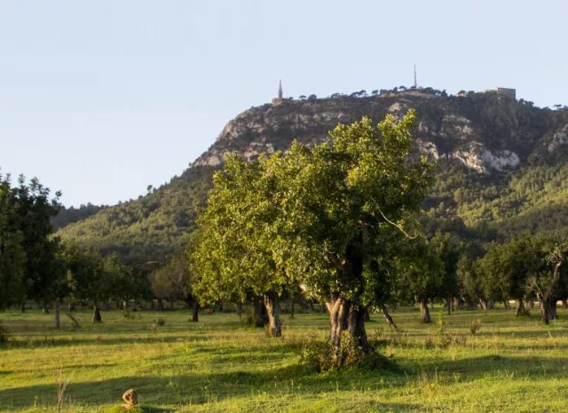 Sant Salvador Petit Hotel (felanitx)