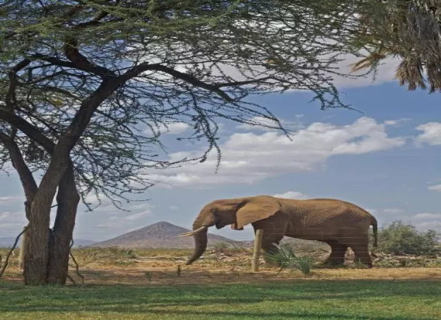 Hotel Ashnil Samburu Camp