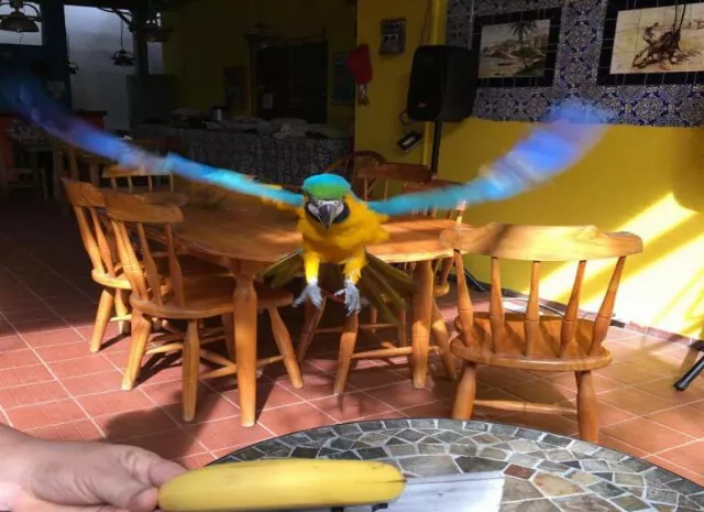 Hotel Panama House Bed & Breakfast